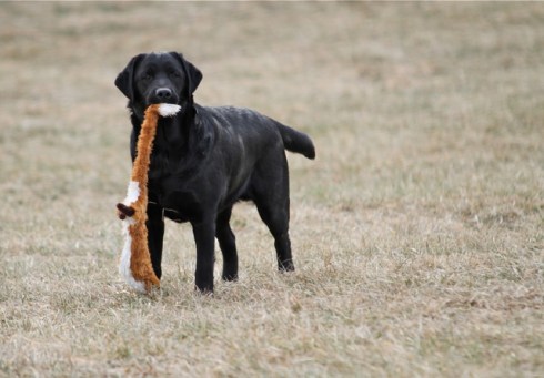 Carson at 9 months with toy