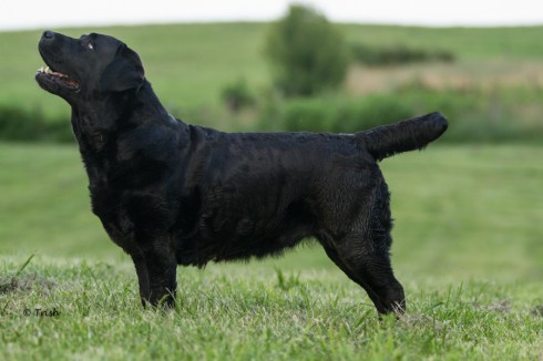 Soli five years stk 2-7446