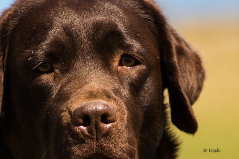 Stitch hs close up-2222