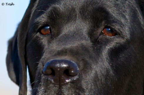 Tailor hs tight-1736