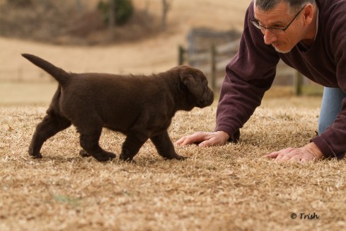 Cork walking pup-2558
