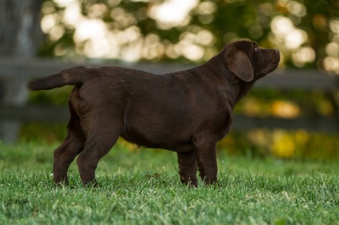 Cricket 22 wks1-4101