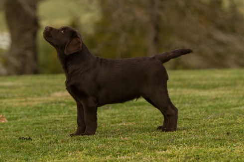 Boomer stked 3 months1