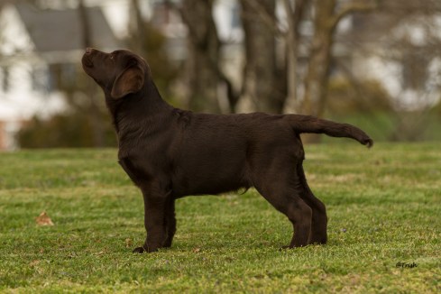 Boomer stked 3 months2