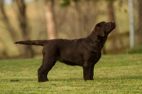 Boomer stked 3 months