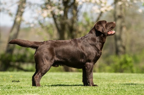 Boom 4-11-20for site